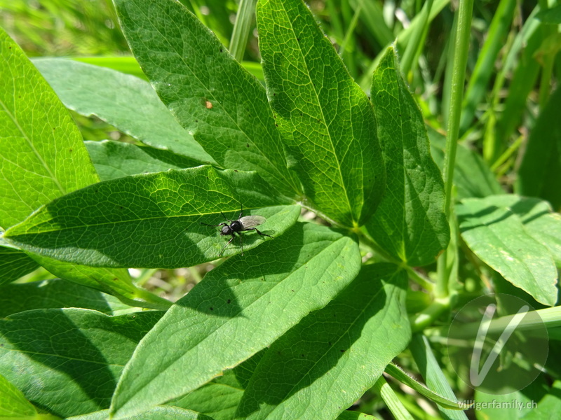 Märzfliege: Übersicht